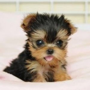 Meet your Posher, Aynaz